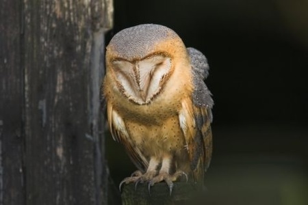 Tyto_alba_ssp_guttata_10_kerkuil_saxifraga-martin_mollet_news_detail