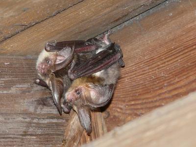 Ecologisch-onderzoek-en-ecologisch-advies-home_news_detail